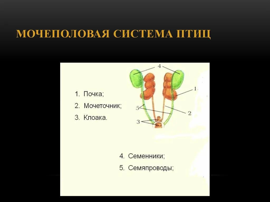 Строение выделительной системы птиц. Выделительная система птиц. Выделительная система птиц в птице. Строение мочеполовой системы птиц.