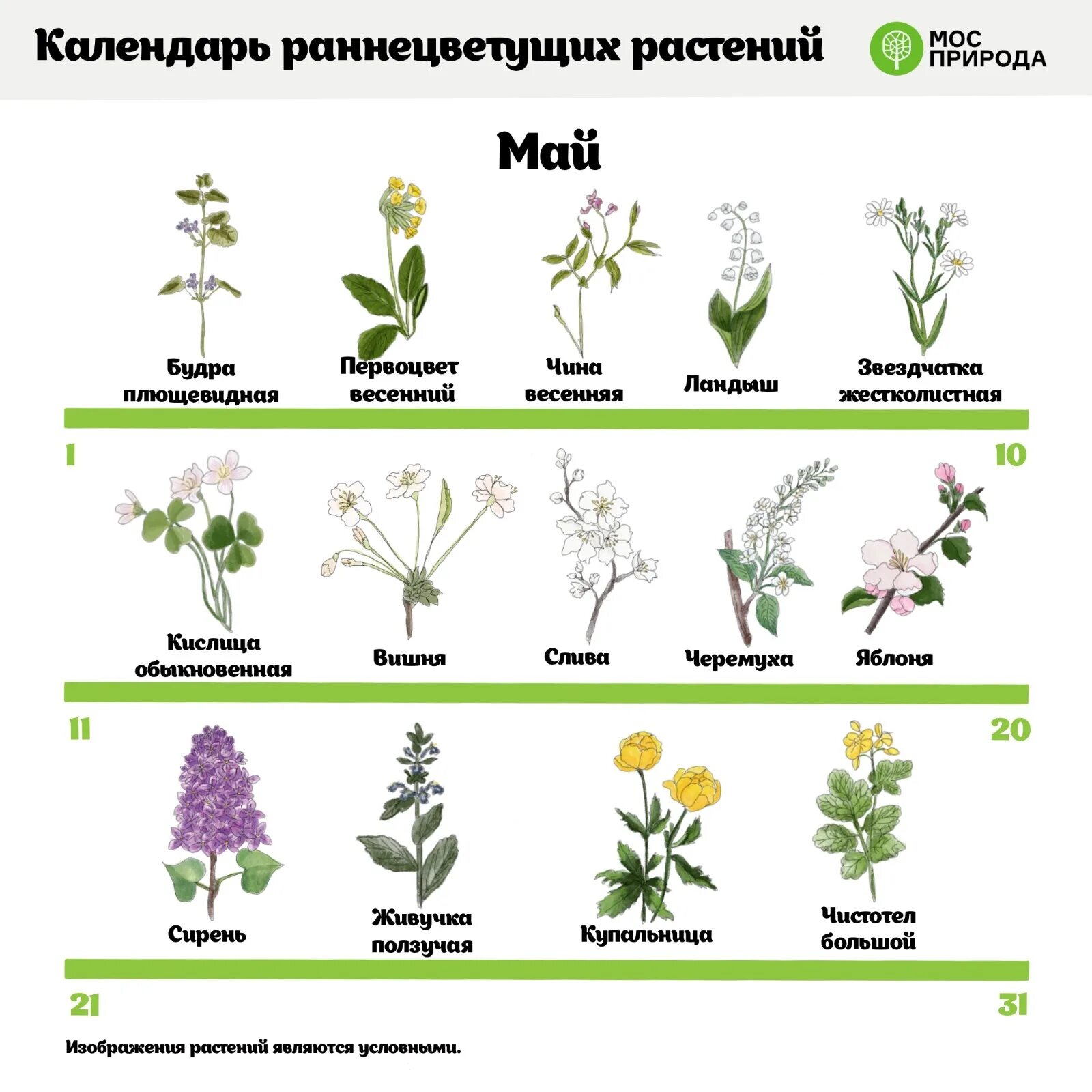 Какие растения 1 зацветают. Цветущие травянистые растения. Оаннецветудие еустаррики. Раннецветущие кустарники. Раннецветущая трава.