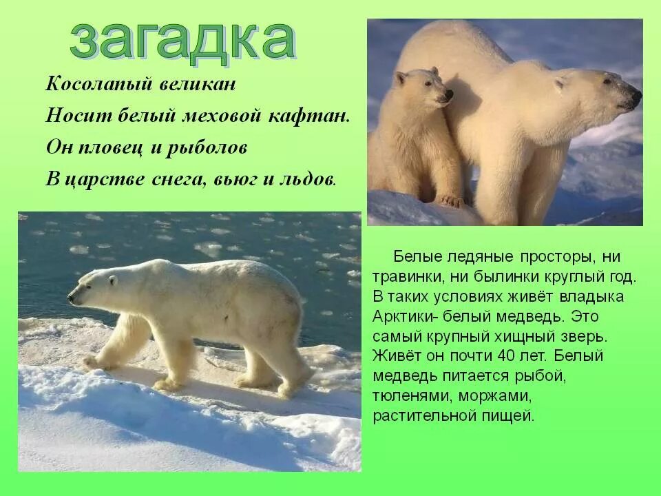 Тайна белого медведя. Новосибирский зоопарк белая медведица с медвежатами. Интересные факты о белом медведе. Тайна белого медведя. Гролар (полярный гризли).