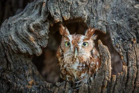 Взаимоотношения между филином и лесной мышью