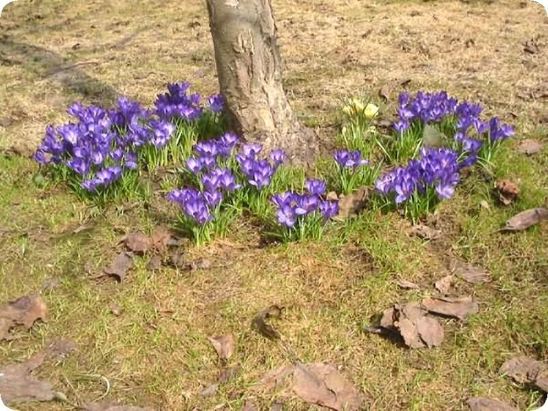 Высадка крокусов. Луковичные цветы крокусы. Нарциссы первоцветы луковичные. Весенние мелколуковичные Крокус. Крокус сростнолистный.