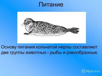 Балтийский тюлень развитие с метаморфозом