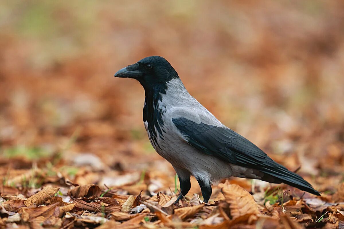 серая ворона отряд. домашняя серая ворона. ворона питание. самец серой вороны. серая ворона птица.