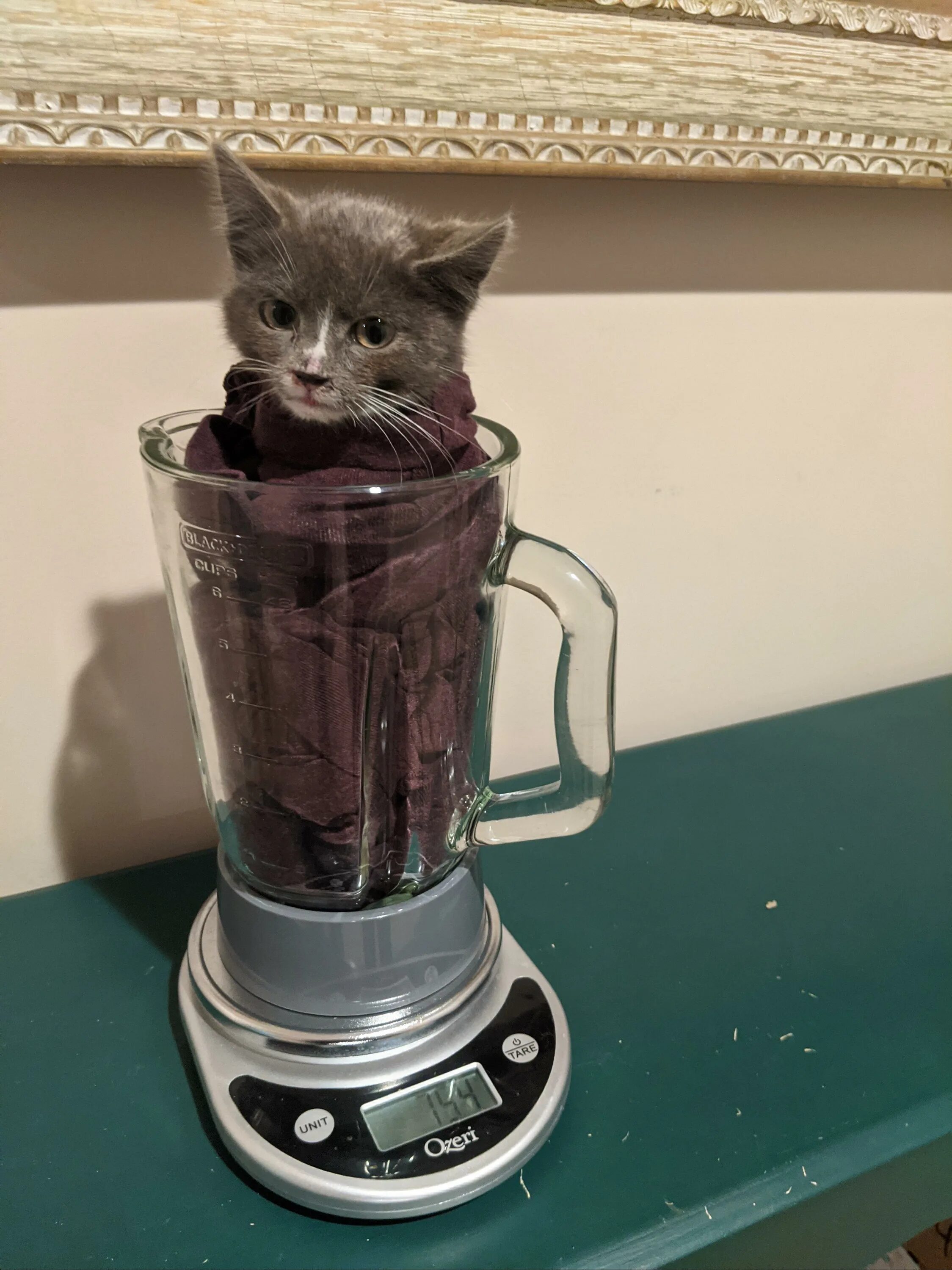 Cat in the blender. Котик в блендере. Кот в блн. Котик в блендере оригинал. Котёнок в блендере тг.