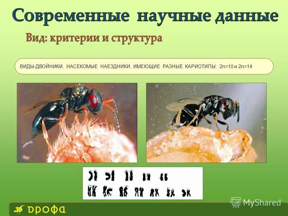 виды двойники. виды животных двойников. типы двойников. виды двойники. виды двойники.