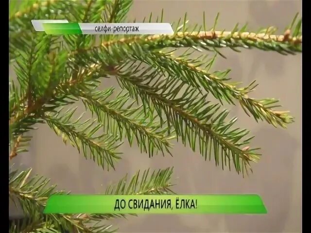 До свидания елка