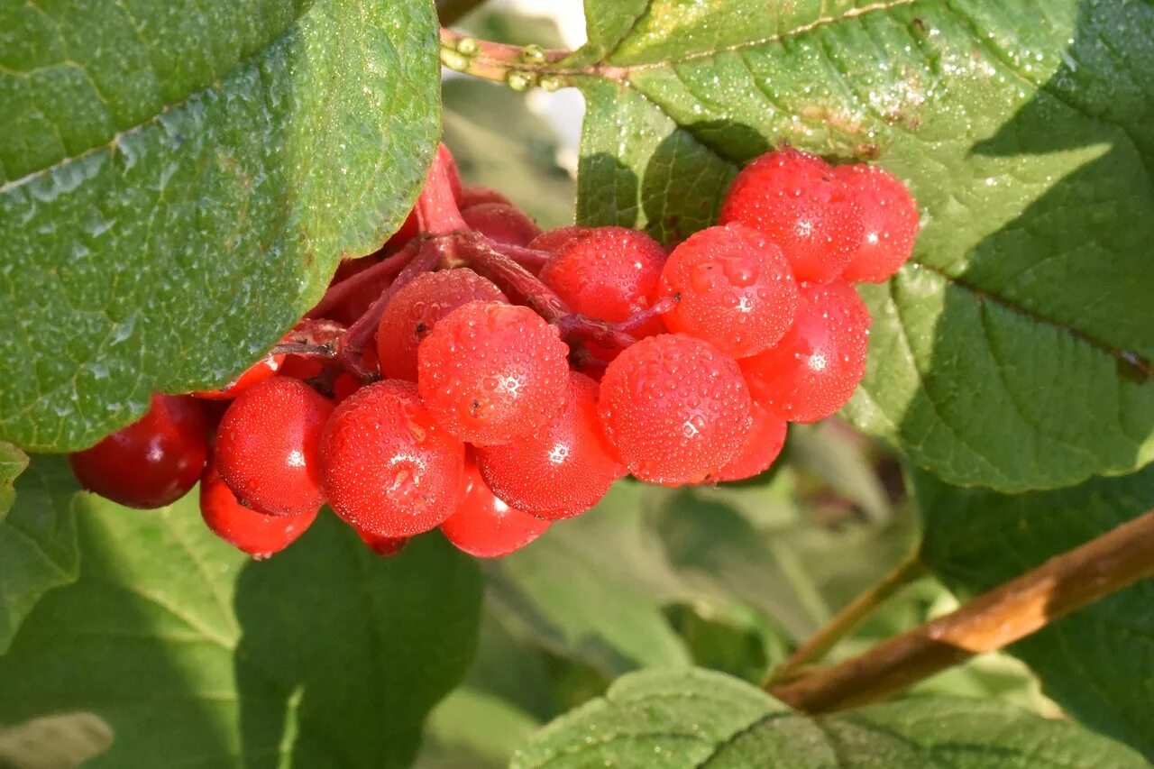 Калина (Viburnum). Калина обыкновенная Компактум. Калина Viburnum дерево. Калина обыкновенная красный коралл.