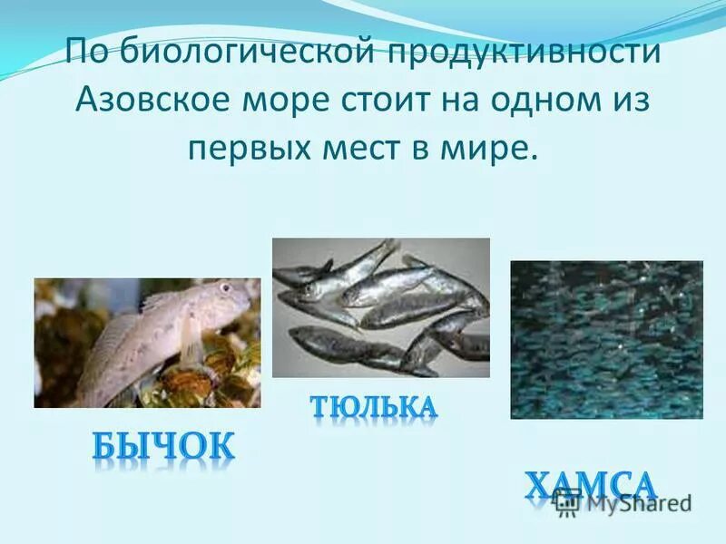 Ресурсы и их использование азовского моря. Хозяйственная деятельность азовского моря. Богатства азовского моря. Биологический ресурс азовского моря. Проблемы азовского мор.