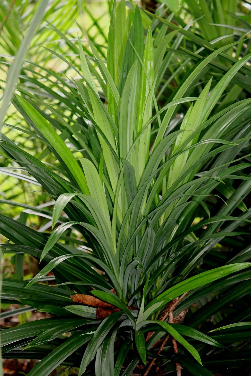 Панданус сандера. Пандаус. Юкка драцена панданус. Пальма юкка панданус. Панданус сандера.