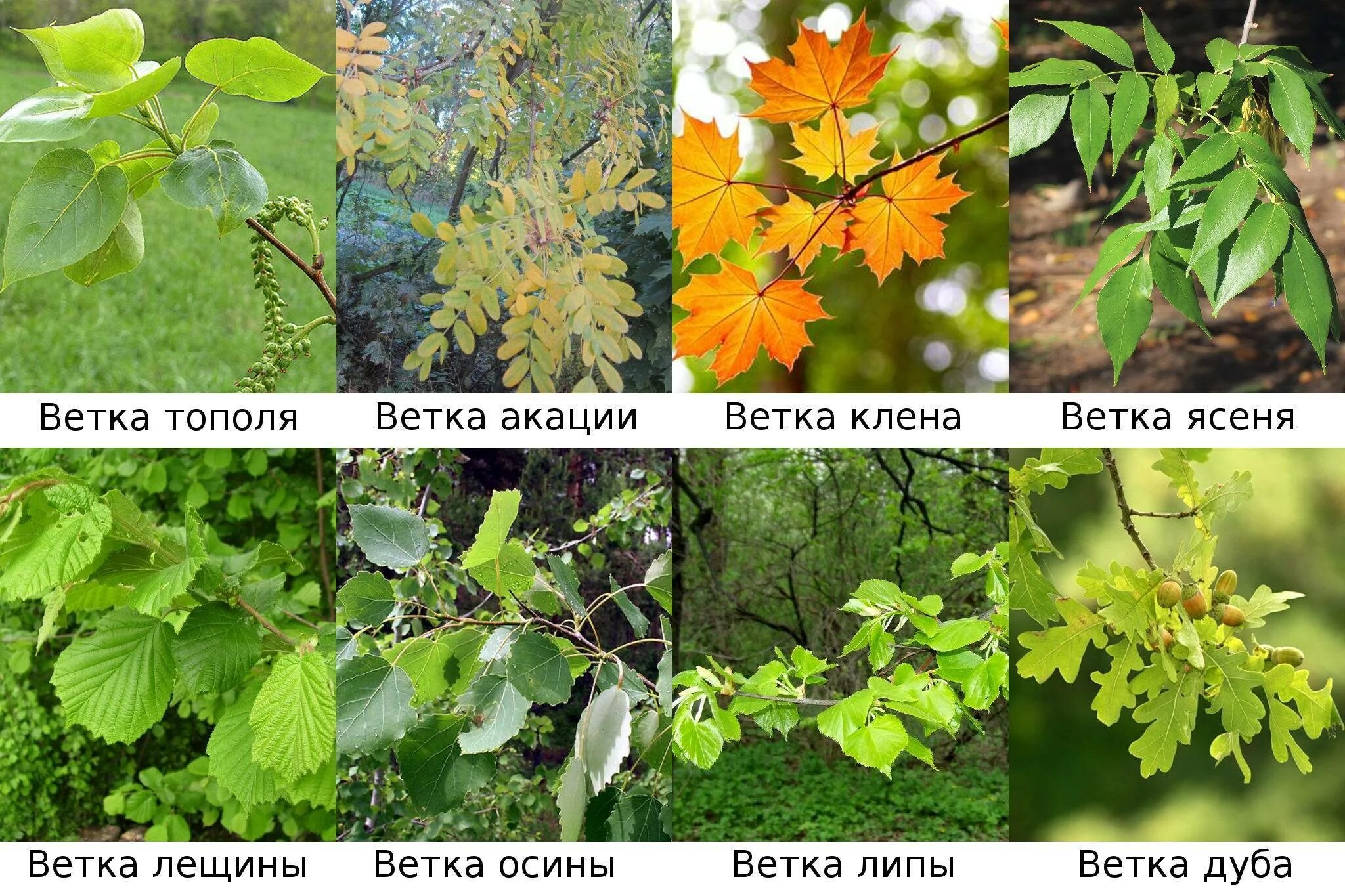 Ветки каких деревьев можно давать. Какие ветки можно кроликам. ветки деревьев с названиями. какую траву можно давать кроликам. ветки каких деревьев можно кроликам.