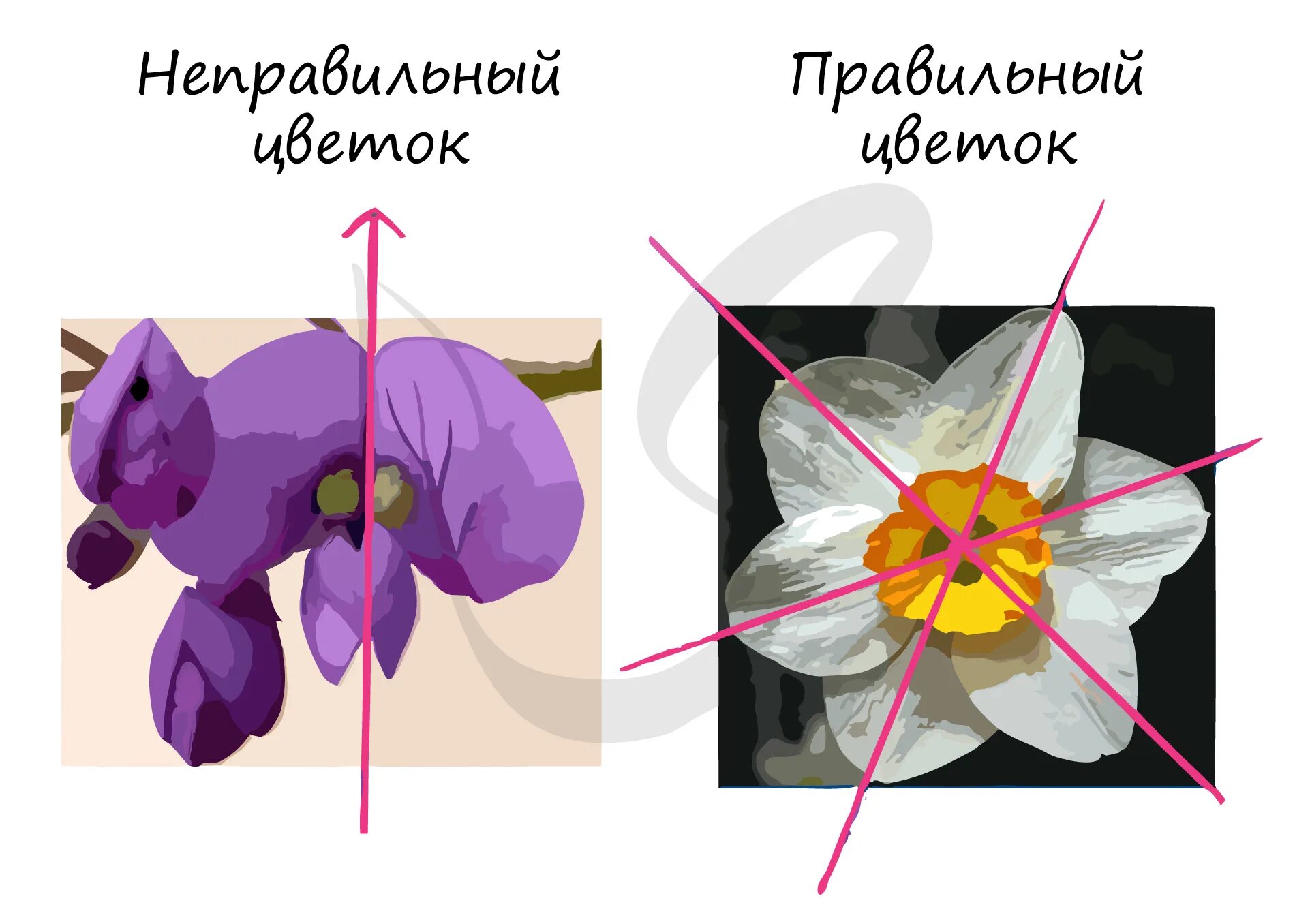 Фото правильного цветка. Типы симметрии цветка. Правильные цветки и неправильные цветки. Неправильный цветок с двойным околоцветником. Правильный цветок что это.