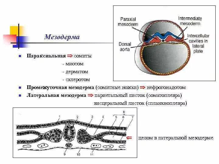 Мезодермальное происхождение какая ткань. Мезодермальное происхождение какая ткань