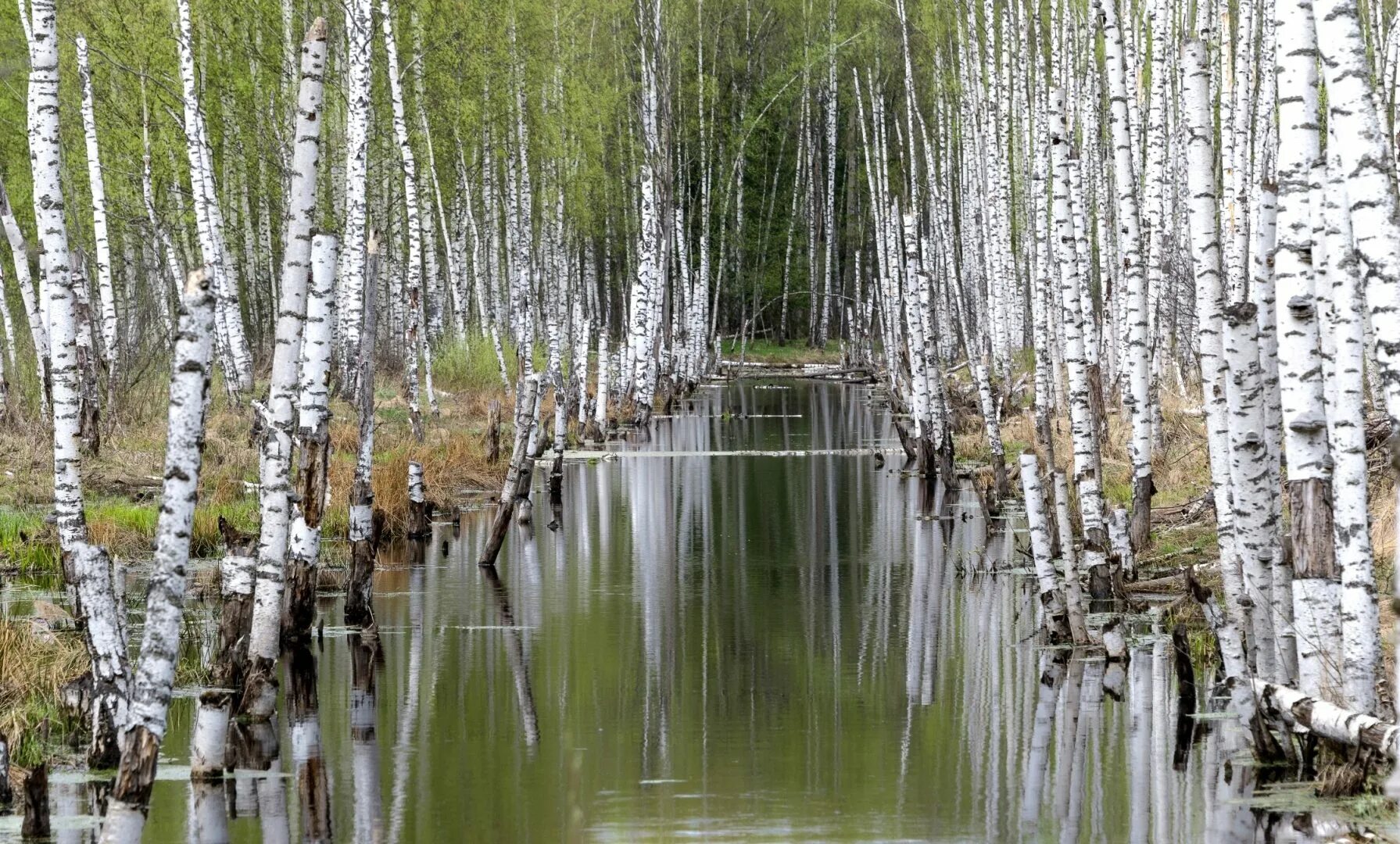 Дни красоты апрель. Весенняя береза.