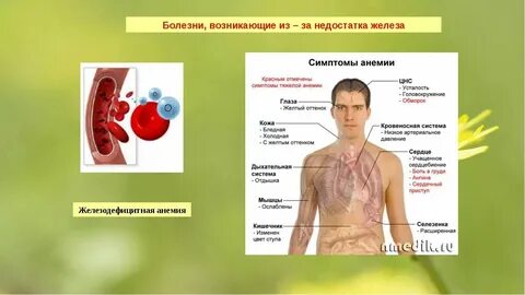 Заболевания связанные с железом