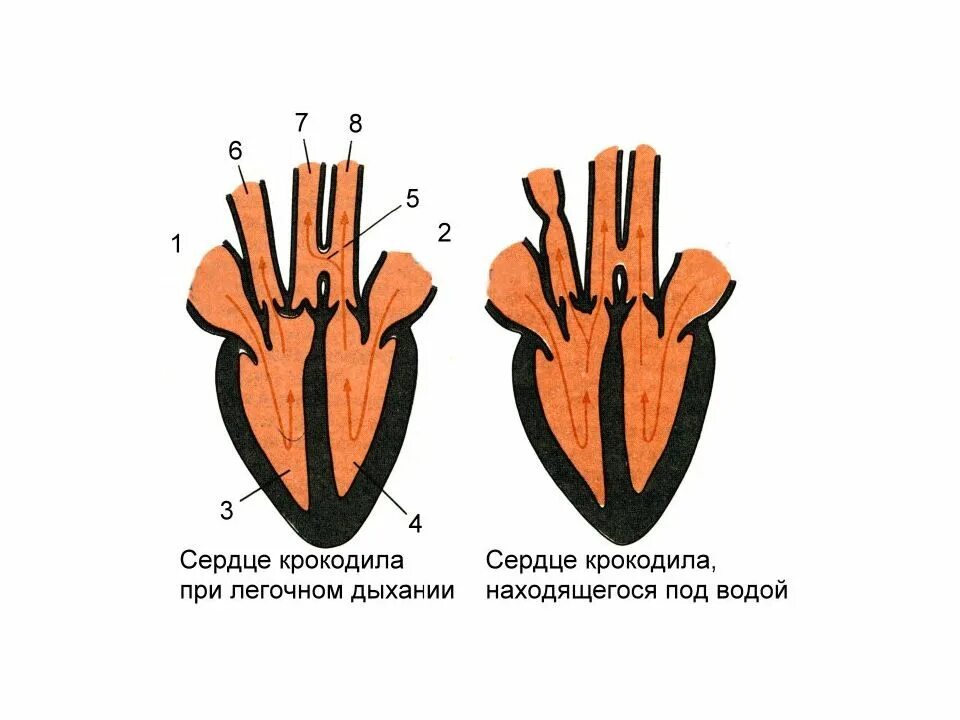 Сердце крокодила строение. Строение кровеносной системы крокодила. Схема строения сердца крокодила. Кровеносная система пресмыкающихся крокодила.