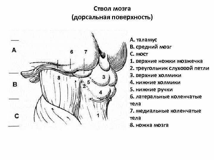 Дорсальная поверхность мозга. Ствол мозга строение анатомия. Вентральное строение ствола мозга. Ствол мозга и промежуточный мозг. Дорсальная поверхность среднего мозга анатомия.