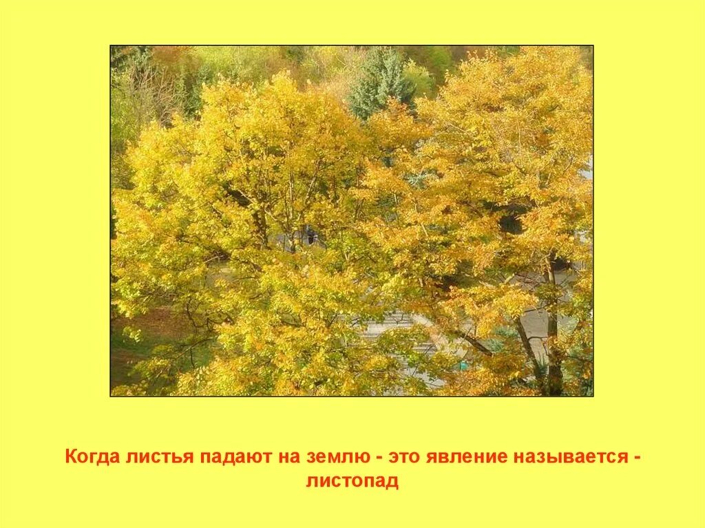 Как долго не падают листья