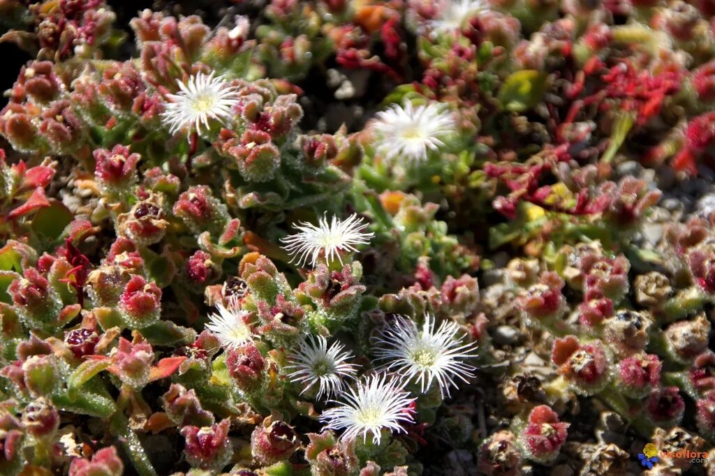 Растение мезембриантемум кристаллинум. Хрустальная трава мезембриантемум. Мезембриантемум хрустальный. Мезембриантемум хрустальный. Хрустальная трава мезембриантемум.