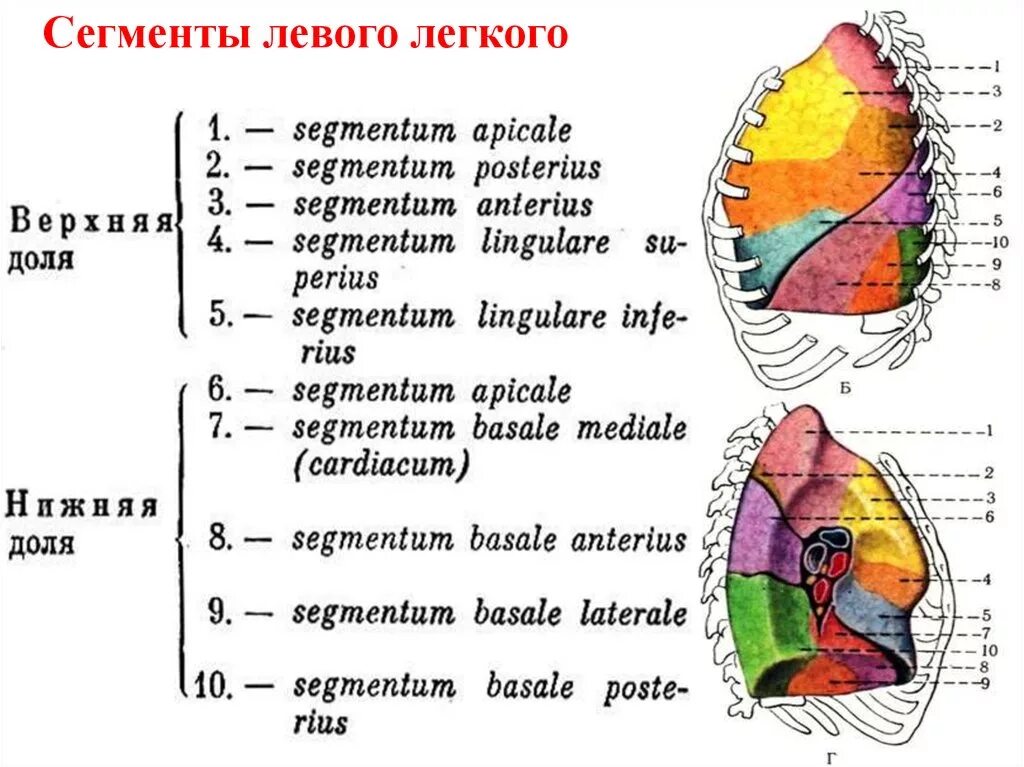 С 6 левого легкого. Сегмент s3 правого легкого располагается. Сегменты верхней доли левого легкого. Сегменты правого и левого легких. Топографическая анатомия легких доли сегменты.