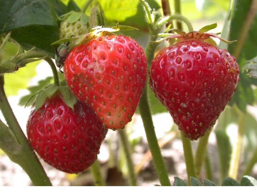 Strawberry grading. Клубника сорт великобритания. Strawberry grading. Клубника сорт великобритания. Сорт клубники монтерей.