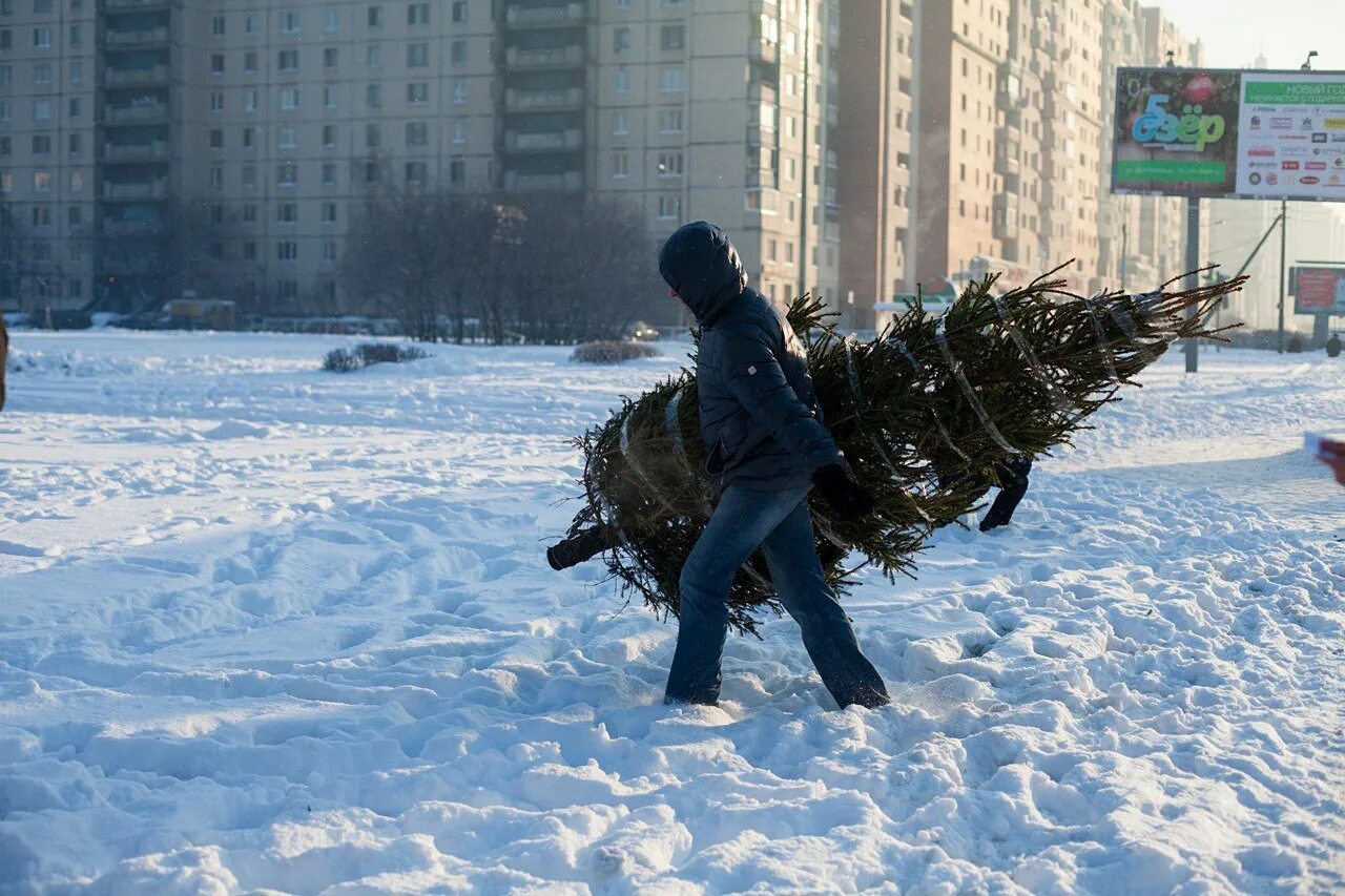 Вынеси елку. Выносит елку. Выносит новогоднюю елку. Вынести елку.