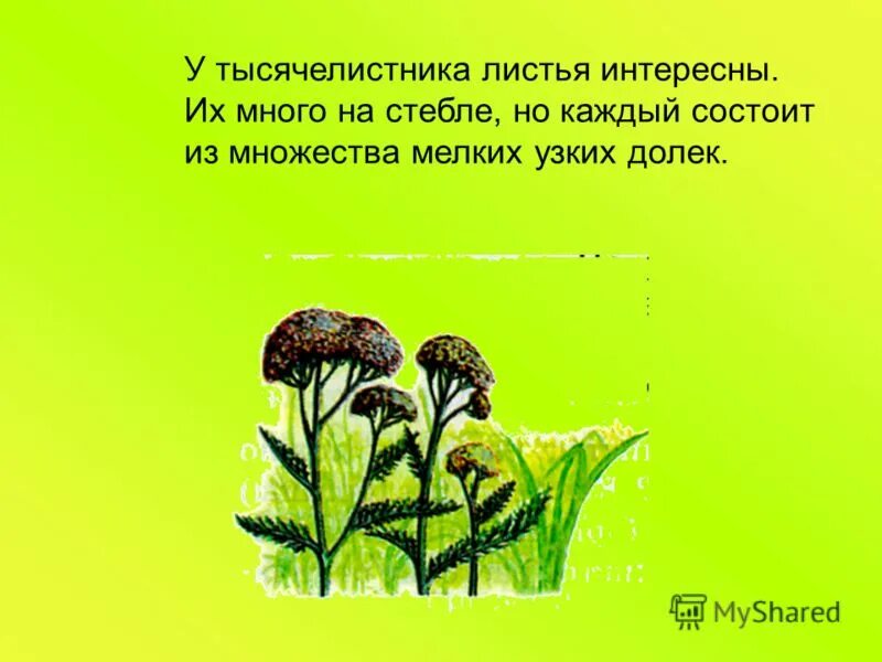 Луговые травы 4 класс плешаков. 4 класс жизнь луга рабочий лист. Растения и животные сообщества луг. Атлас определитель жизнь луга. Задания по окружающему миру.