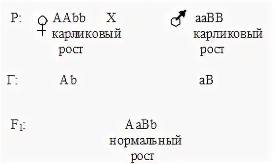 Дигетерозиготные организмы. Решетка Пеннета расщепление по генотипу. Соотношение генотипов при дигетерозиготном скрещивании. Постепенное заполнение решетки Пеннета. Дигетерозиготный хомяк