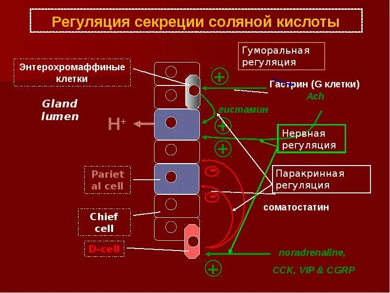Секреции соляной кислоты. Регуляция секреции соляной кислоты. регуляция секреции соляной кислоты в желудке. регуляция выработки соляной кислоты в желудке. регуляция образования соляной кислоты в желудке.
