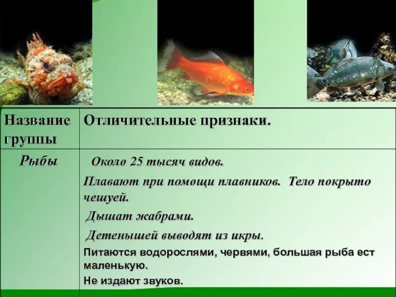 Особенности рыб 3 класс. Признаки рыб. Характерные признаки рыб. Рыбы признаки группы. Признаки класса рыб.