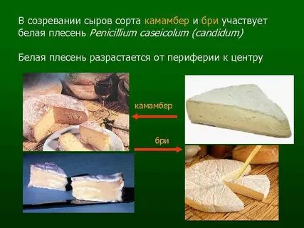 Сколько зреет сыр