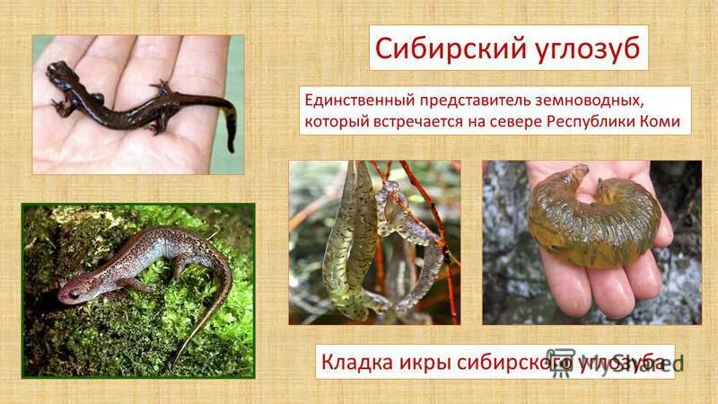 семиреченский лягушкозуб. единственный представитель амфибий. представители класса земноводные. класс земноводных животных. класс земноводные классификация.