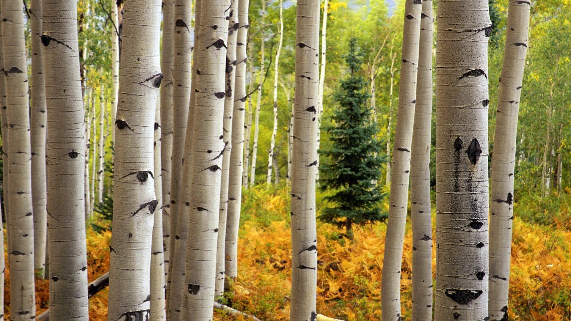 Осина (Populus tremula). Осина обыкновенная ствол. Американская осина. Лесное дерево осина. Раз березка