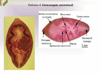 Присоски печеночного сосальщика