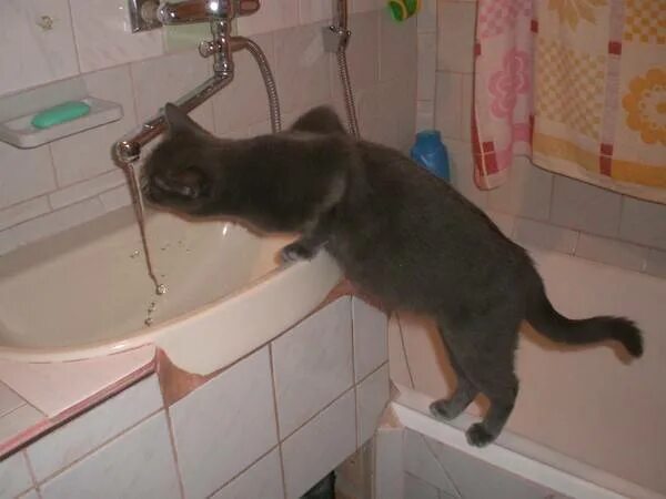 Как долго гуляют коты