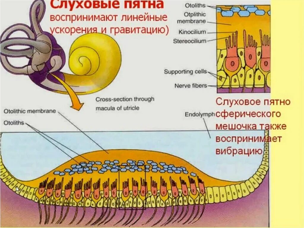 Орган равновесия гистология. Строение слухового пятна гистология. слуховое пятно. орган равновесия макула. орган слуха пятна.