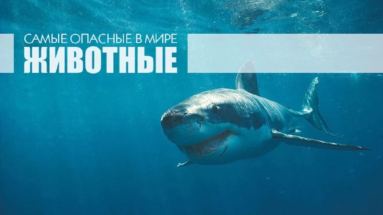 72 самых опасных животных. Самое опасное животное в мире надпись. 72 самых опасных животных австралии. смертельно опасные животные австралии.