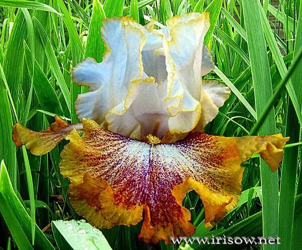 ирис бородатый энисинг джойс. ирис сорт индра. ирис семейные. бородатый ирис tay's sister. ирис flirtini.