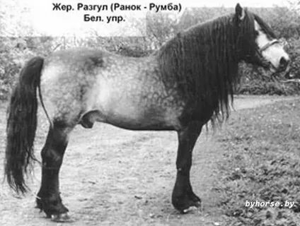 Жеребец 1970