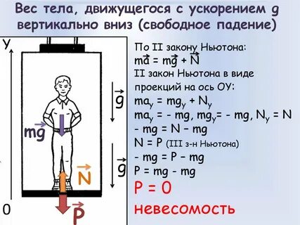Сколько весит туловище