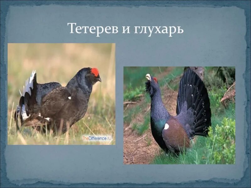 Чем отличается тетерев от глухаря. Тетерев и глухарь отличия. тетерев глухарь косач отличия. тетерев глухарь косач. косачи и глухари разница.
