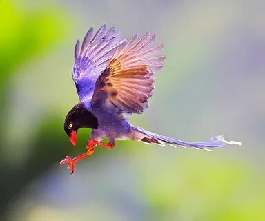 High flying bird