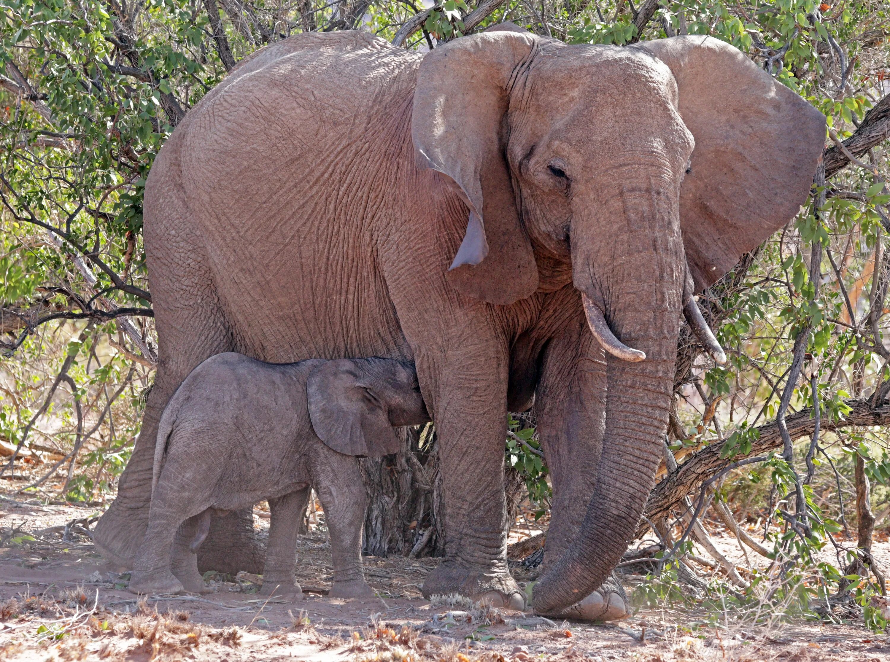 9 elephants