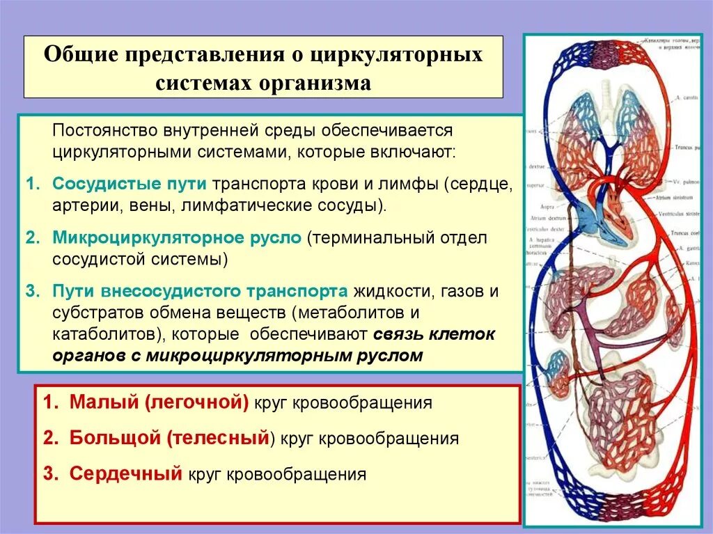 Регулируют кровообращение. Циркуляция крови тканевой жидкости и лимфы 8 класс. Кровь кровообращение внутренняя среда организма. Циркуляция крови в организме человека. Кровообращения и лимфообращения.