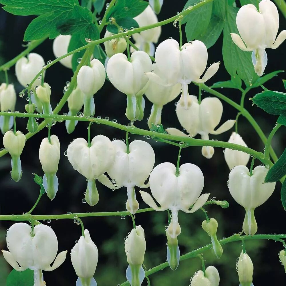 Как называется белая растения. Сенеция цинерария. Флокс шиловидный 'white delight'. Как называется белая растения. Как называется белая растения.