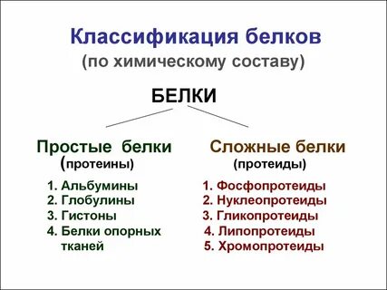 Основные признаки белки