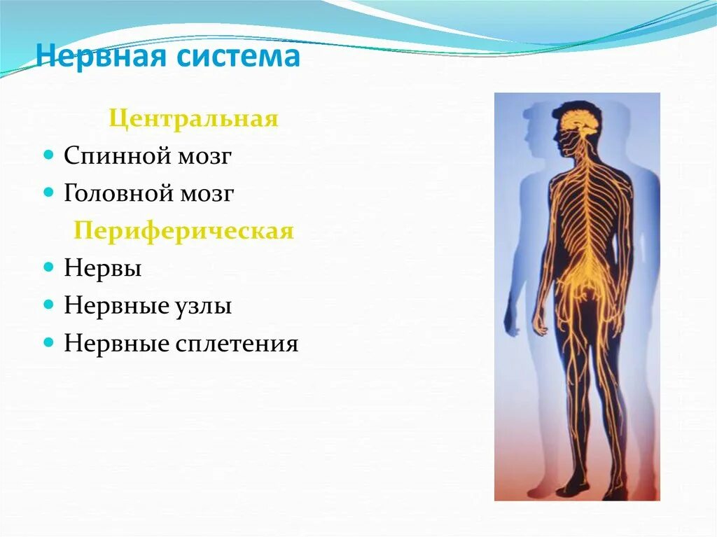 Какие структуры относятся к периферической нервной. Какие структуры относятся к периферической нервной