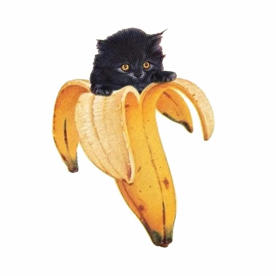 Банановый кот. Кот в ба6ане. Коты бананы. Кот и банан арт.