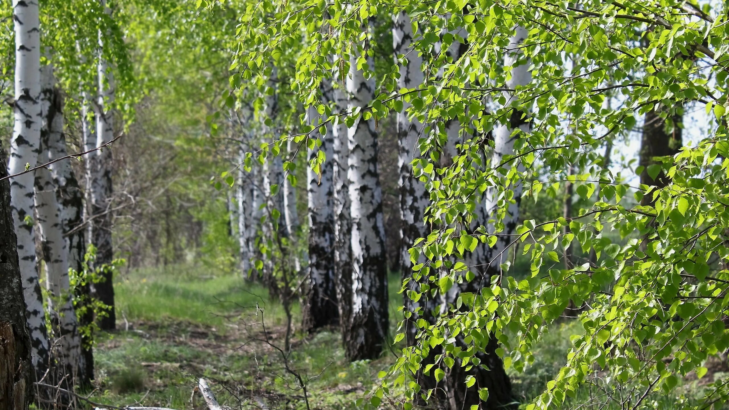 Территории березки. Береза белокорая. Берёза мелколистная. Берёза лжеэрмана. Береза широколистная.