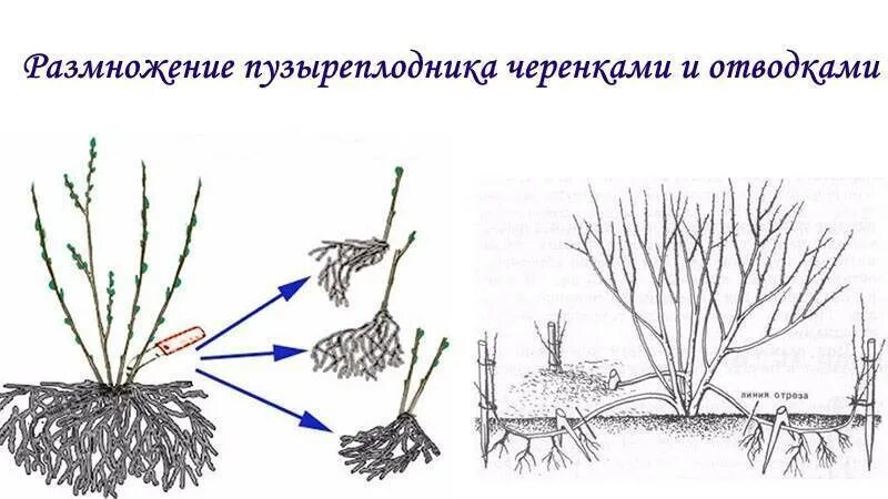 Можно ли делить кусты. Пузыреплодник калинолистный черенки. Пузыреплодник размножение черенками. Размножение чубушника делением куста. Пузыреплодник калинолистный размножение отводками.