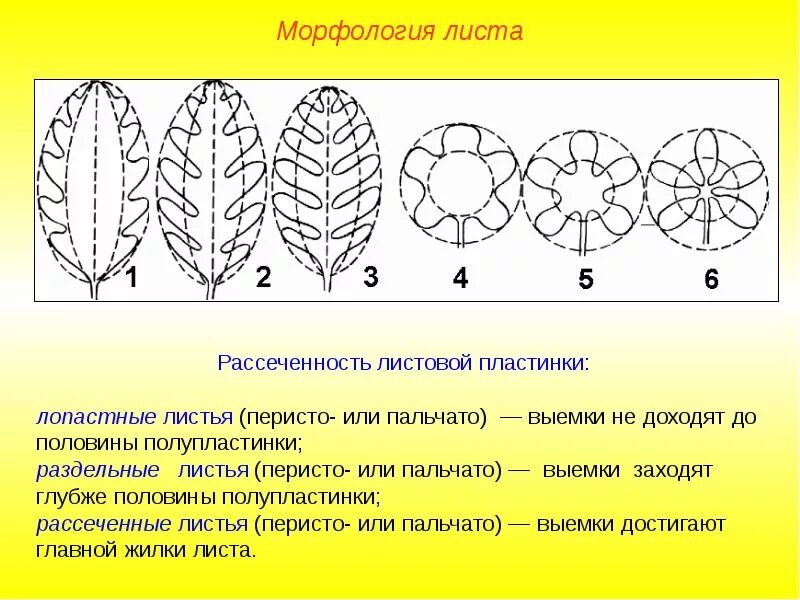 Часто имеют сильно рассеченные и линейные листья. Степень рассеченности листовой пластины. Степень рассечения листовой пластинки. Истовая пластинка пальчато-лопастн. Перисто рассеченная листовая пластинка.